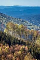 une cime des arbres au printemps photo