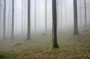 bois de hêtre dans le brouillard photo