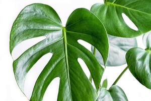 gros plan des feuilles d'une plante grimpante exotique de monstera. photo