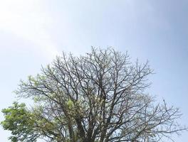 arbre sec avec peu de feuilles isolées avec ciel bleu photo