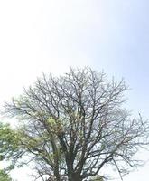 arbre sec avec peu de feuilles isolées avec ciel bleu photo