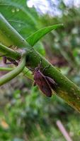 les coléoptères vivent dans les troncs d'arbres photo