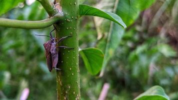 les coléoptères vivent dans les troncs d'arbres photo