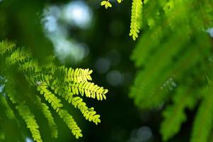 abstrait superbe texture de feuille verte, feuillage de feuilles tropicales nature fond vert photo