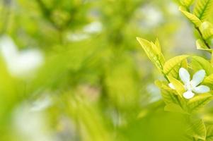 abstrait superbe texture de feuille verte, feuillage de feuilles tropicales nature fond vert photo