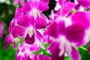 fleurs d'orchidées fraîches pourpres dans le jardin photo