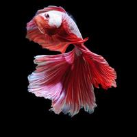 poisson betta blanc-rouge photo