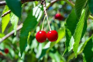 photographie sur le thème belle branche fruitière cerisier photo