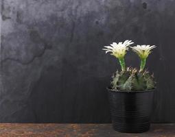 pot de cactus gymnocalycium à fleurs blanches sur fond noir photo