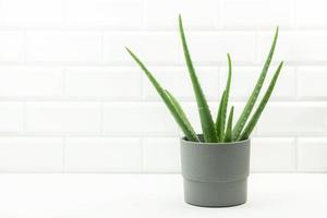 un aloès de plante verte debout dans la salle de bain. concept de plantation et de jardinage à la maison photo