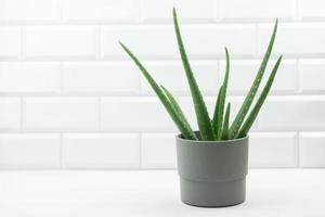 un pot isolé de fleur d'aloès en béton se dresse sur la table d'une cuisine moderne photo