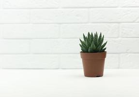 un pot isolé de fleur d'aloès en béton se dresse sur la table d'une cuisine moderne photo