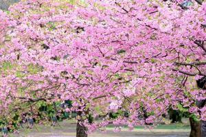 belle fleur de cerisier rose sakura du printemps sur la nature arrière-plan flou parcs au japon photo