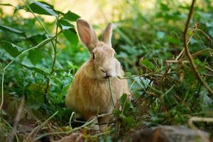 lapin brun assis sur un pré mangeant une feuille verte. mignon doux adorable lapin poilu en journée ensoleillée d'été photo