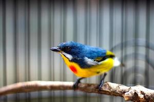 pentis pelangi est une espèce d'oiseaux de la famille des dicaeidae. on le trouve en indonésie, en malaisie, au myanmar et en thaïlande. photo