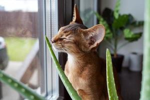 un chat mignon est assis sur le rebord de la fenêtre et renifle la fleur d'aloès photo