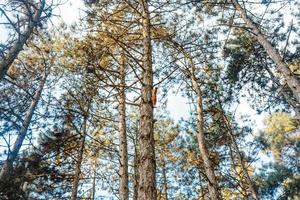 écureuil roux sur un arbre dans le parc. photo