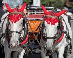 Prague, République tchèque, 2014. Chevaux sur la place de la vieille ville de Prague photo