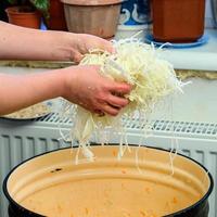 le chou finement haché est versé des mains dans un récipient pour une fermentation supplémentaire, le processus de cuisson de la choucroute. photo