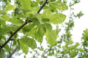 pucerons ou pucerons mangeant le prunier dans le jardin. les ravageurs de l'arbre photo