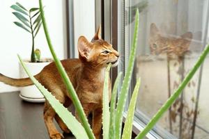 un chat abyssin assis sur le rebord de la fenêtre mordant la fleur d'aloès et regardant par la fenêtre photo