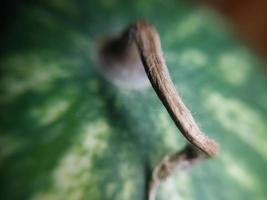 macrophotographie de la texture des fruits et légumes photo