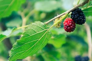 fruit du mûrier morus sp. est une baie qui provient d'un arbre appelé morus alba. en anglais, ce fruit est connu sous le nom de mûrier. photo