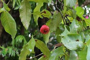 gros plan de différents fruits suspendus à des arbres pris sur les îles seychelles photo