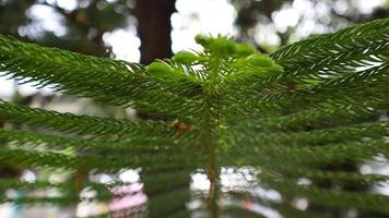 texture verte des arbres et des feuilles photo
