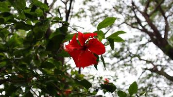fleur d'hibiscus rouge, arbre vert et texture des feuilles photo