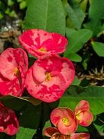 l'euphorbe ou couronne d'épines fait partie des plantes ornementales que l'on retrouve souvent en décoration de la page d'accueil. cette plante a des fleurs aux belles couleurs, mais les tiges sont remplies d'épines. photo