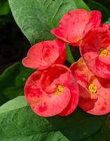 l'euphorbe ou couronne d'épines fait partie des plantes ornementales que l'on retrouve souvent en décoration de la page d'accueil. cette plante a des fleurs aux belles couleurs, mais les tiges sont remplies d'épines. photo