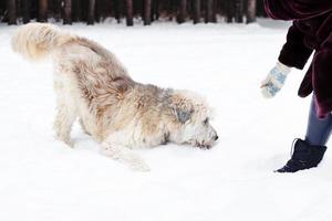 propriétaire jouant avec son chien. nourrir le chien à la main du propriétaire. chien de berger russe du sud pour une promenade en hiver. photo