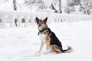 chien bâtard brun et blanc à poil court avec collier et étiquette d'adresse dans un parc enneigé d'hiver lors d'une promenade. photo
