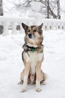 chien bâtard brun et blanc à poil court avec collier et étiquette d'adresse dans un parc enneigé d'hiver lors d'une promenade. photo