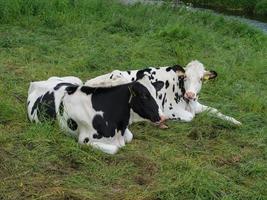 vaches sur un pré photo