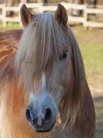 le muensterland allemand photo