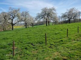 le printemps dans la baumberge allemande photo