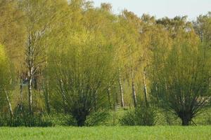 arbres en westphalie photo