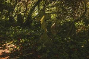 pierres tombales dans le cimetière, cimetière d'arnos vale photo