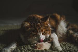 portrait d'un chat aux yeux verts photo