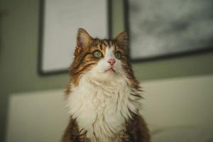 portrait d'un chat aux yeux verts photo