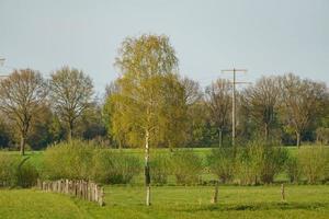 arbres en westphalie photo