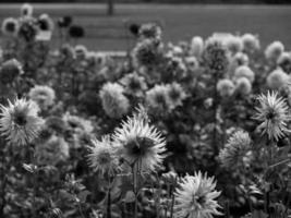 le printemps en westphalie photo