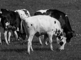 l'heure d'été dans le muensterland allemand photo