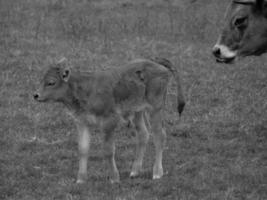 vaches dans le muensterland allemand photo