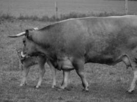 vaches dans le muensterland allemand photo