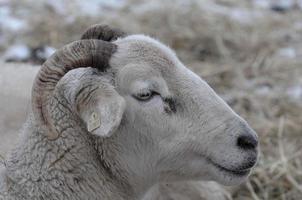 moutons sur un champ d'hiver photo