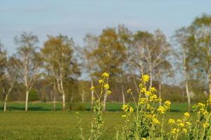 arbres en westphalie photo