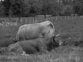 vaches dans le muensterland allemand photo